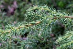 Juniperus_alpina (3)