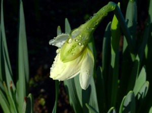 Narcissus 'Ice Follies' (2)