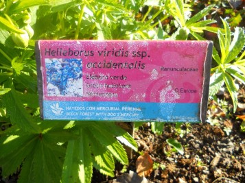 Helleborus viridis (1)