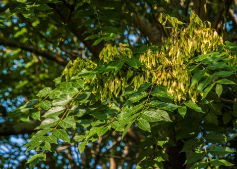 Ailanthus altissima (3)