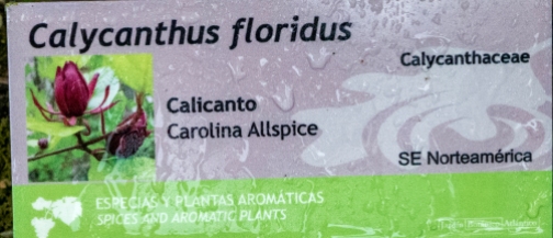 Calycanthus floridus 0 (cartela)